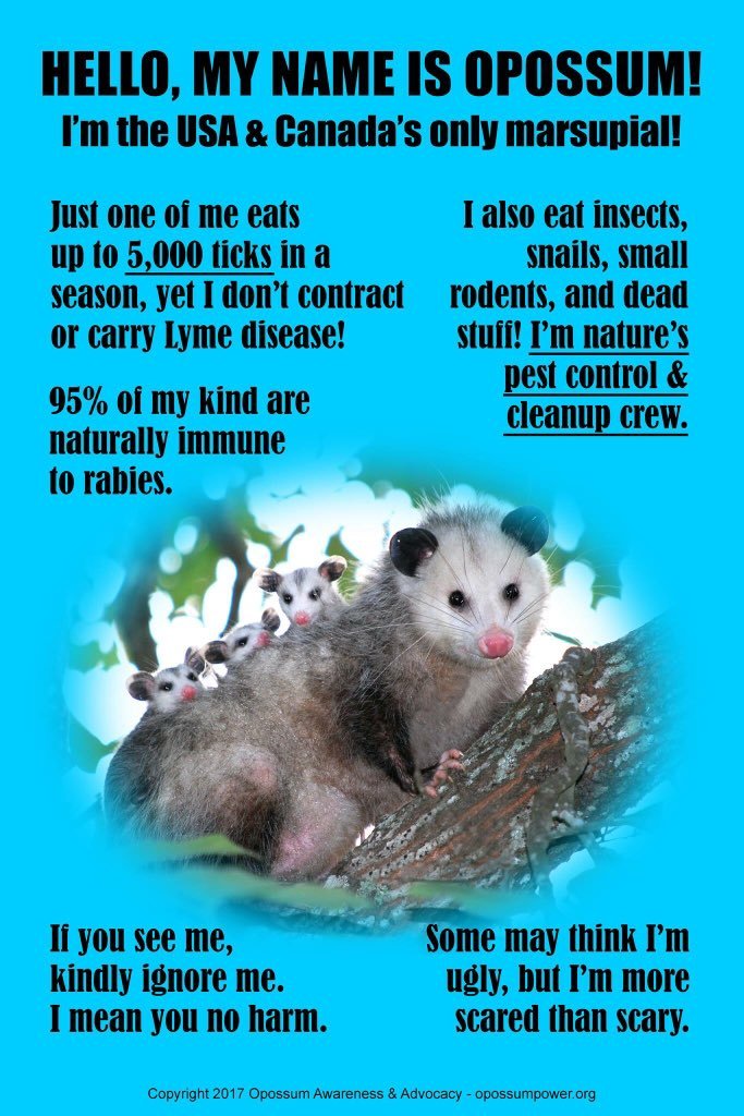 opossummypossum: opossummypossum: I will not ignore them 