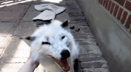 fangsbrokenrose:  gamzees-big-faygo-bottle:  vivalaausten:  romanticunt:  within