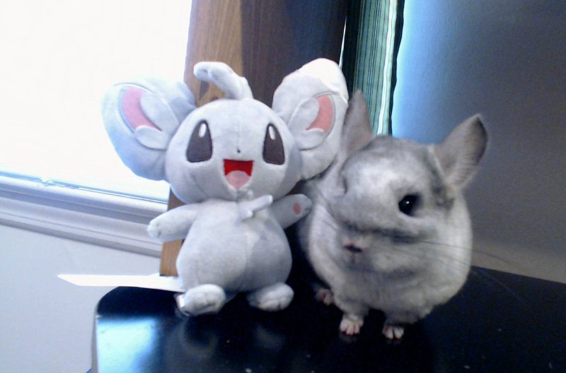 kittje:  chinchilla meets chinchilla 