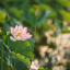 honeysucklepearlsworld