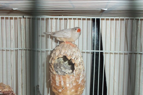 A few days ahead of schedule, but I moved widow Kay in with a bonded pair of finches I have. Kay’s been depressed and lonely since Kronk’s passing and only perked up when George - her brother - would sing through the bars.  So, I did the