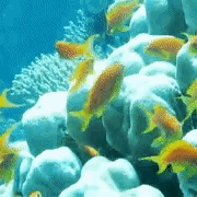 Im Not Sure If You Do Roblox Myths But If You Do Could You An Angeredfish Stimboard With Blue Marine