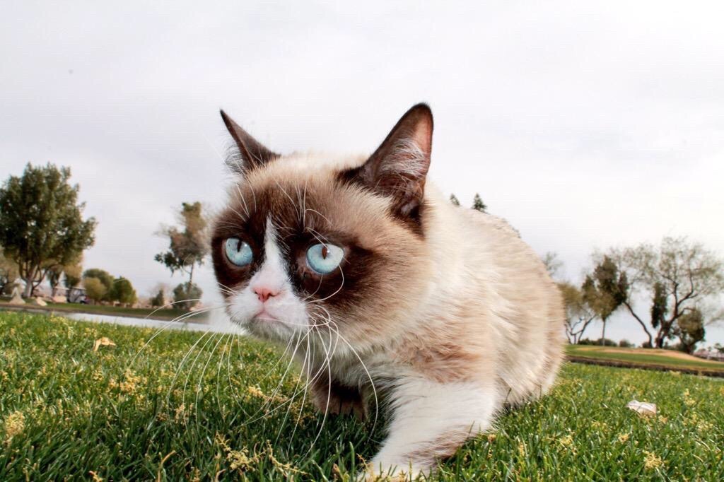 Only one day left to vote for Grumpy Cat in The Webby Awards...