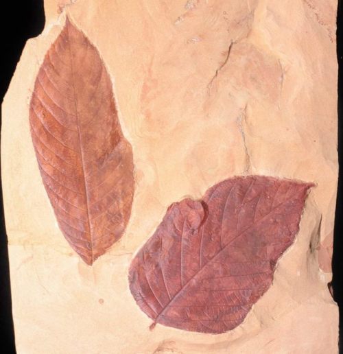fossilera:Two Large Fossil Leaves (Browniea, Castanea) - MontanaThis is a pair of large fossil leave