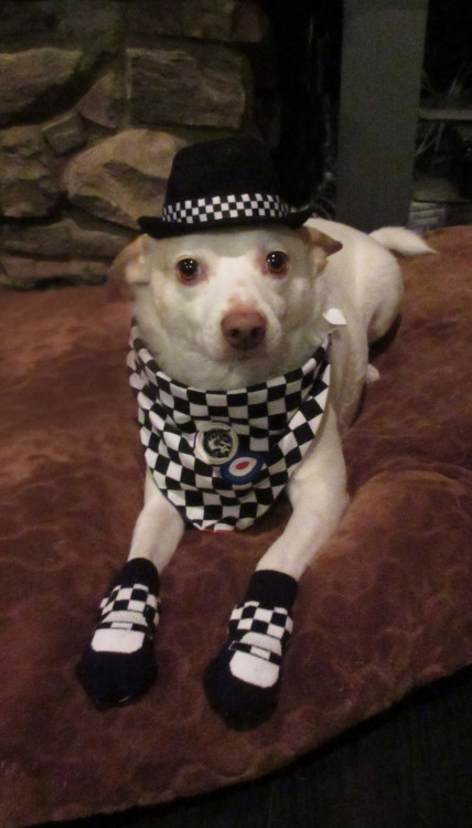 Here’s world famous dog model, Rory, modeling the latest in Harajuku Lovers Pets fashion by Gw