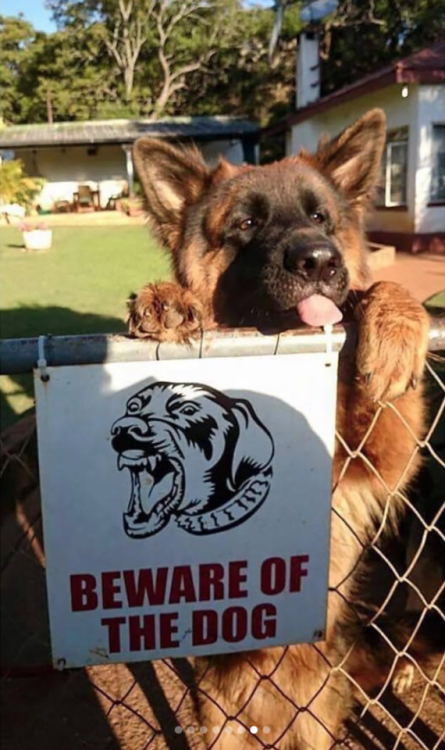 babyanimalgifs:Funny “beware of the dog” signs and the very dangerous dogs behind them