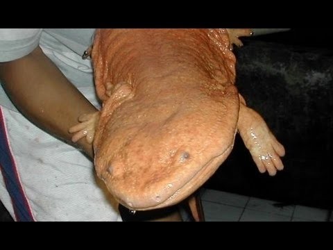zsl-edge-of-existence:The Chinese giant salamander is the largest living amphibian on the planet.  O
