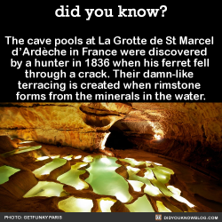 did-you-kno:  The cave pools at La Grotte de St Marcel  d’Ardèche in France were discovered  by a hunter in 1836 when his ferret fell  through a crack. Their damn-like  terracing is created when rimstone  forms from the minerals in the water.  Source