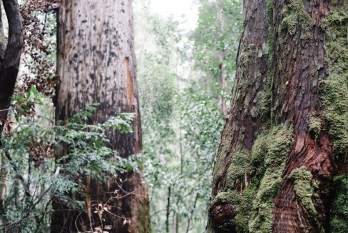 Tahune forest magic.March, 2018.