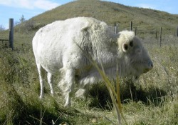 albinoandleucistic:  Mahpiya Ska (White Cloud). 