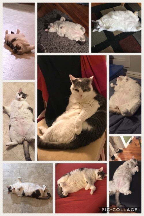 helpmequitmydayjob:The many bellies of Mellow