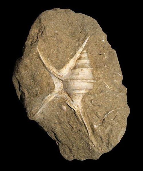 Aporrhais uttingeriana (Risso, 1826 Pliocene; near San Gimignano, Italy; 53 mm
