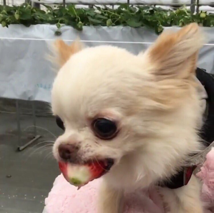 8hy: flowerbpd: the dog is me and the strawberry represents any slight sense of validation