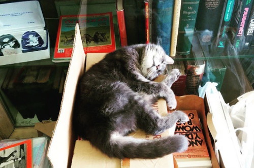 chroniclebooks: 15 Bookstore Cats You’ll Want to Cuddle With