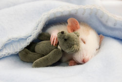 Thereisnojamieat:  Rats With Teddy Bears By Jessica Florence  