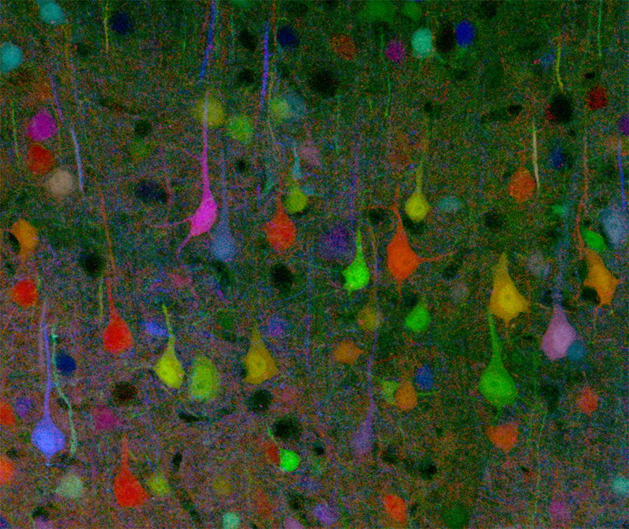 neurosciencestuff:  BrainBow is a technique where cells are made to express several