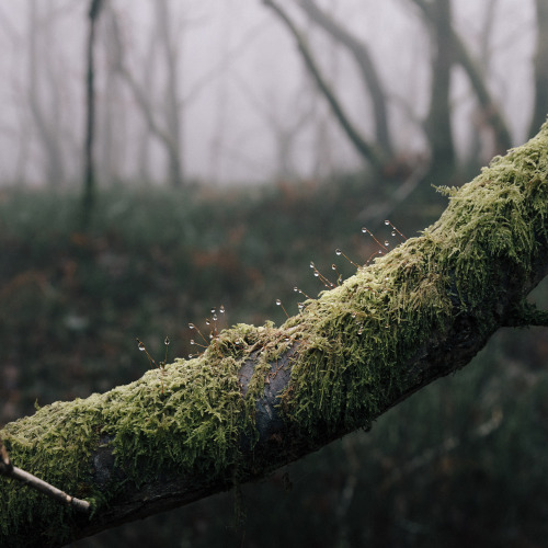 Moss GreenPhotographed by Freddie Ardley - Instagram @freddieardley