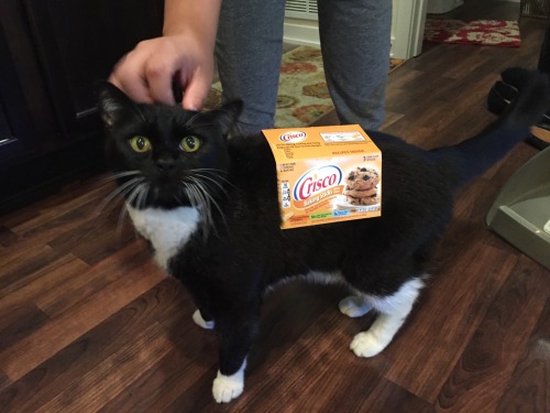 jjflow:jjflow:Whitesocks went as Crisco for HalloweenIt’s about the time of year when I need to brin