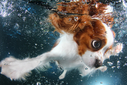 mymodernmet:  Seth Casteel, the photographer behind Underwater Dogs, is back with the adorable series Underwater Puppies (available at Barnes & Noble). Casteel, who taught over 1500 puppies how to swim, hopes to raise awareness of rescue and adoption