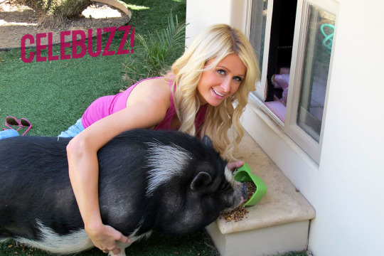 louisville-redcoat:  catbountry:  chupicronian:  lamaenthel:  shoutout to paris hilton for not abandoning her ‘micropig’  when it turned out that it was a normal piggy who grew up to be a big fat fatty piggu  Actually that’s pretty standard size