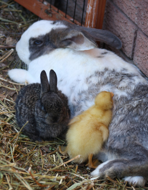 edcristo:Raisin with her adopted baby, Punch thinks he is a bunny.We have ducks, chickens, cockatoos