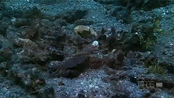 sizvideos:Cuttlefish hypnotizing its preyVideo - Via Siz iOS app