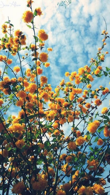 lwaxana-weona: yellow aesthetic