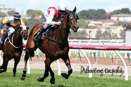 Golden Mane goes four in a row at Flemington yesterday