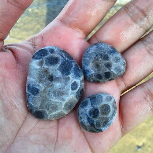 pitikbulag: Finally found Petoskey stones. Easier to find when wet :) Thank you, Isabel @avanaval #r