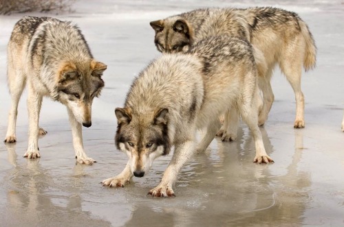 wolvesphoto:Grey wolves on ice