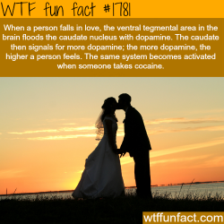 wtf-fun-factss:  falling in love facts - WTF