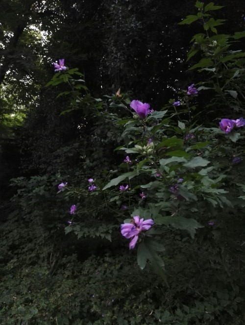 90377:Withered flowers at the park.Tumblr | Instagram | Etsy Shop