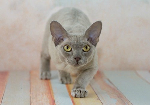 mel-cat:Devon Rex ( via sandie-aroha)