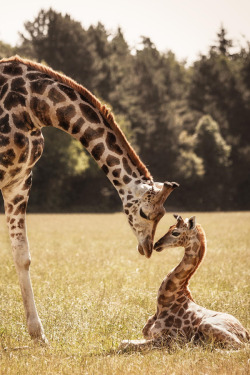 wild-earth:  brazenbvll:  Giraffen : (©) 