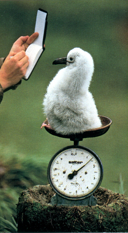 emigrejukebox:Frans Lanting: A baby albatross is weighed in South Georgia, 1989