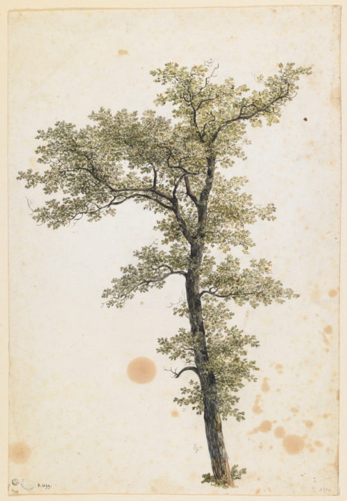 Georges Michel (1763-1843)Étude d’un chêne / Study of an oak Pierre noire, lavis brun et aquarelle,4