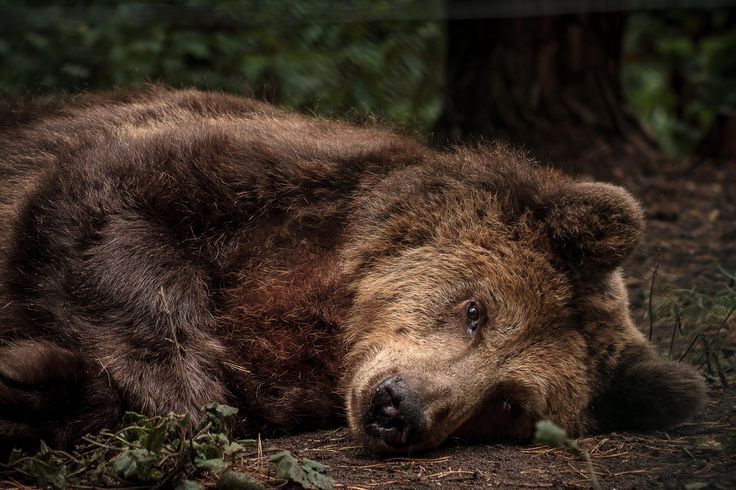 cuiledhwen:  Brown bear resting by André Ruske on 500px                 