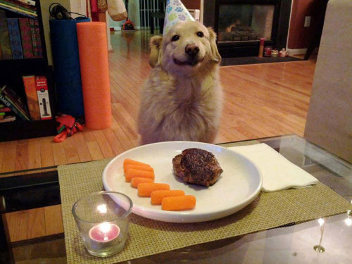 awesome-picz:  The Happiest Dogs Who Show The Best Smiles