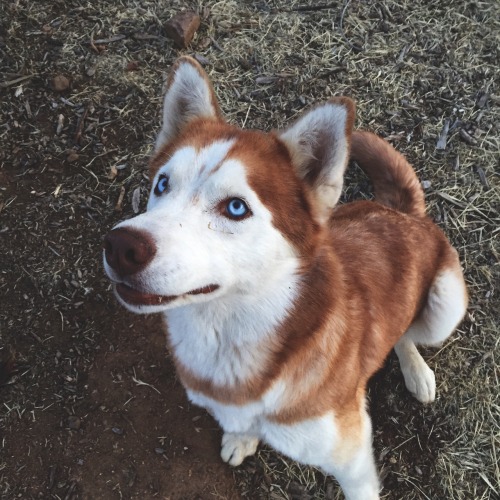 adventure-sq:  dkingsphotography:  Eevee The Husky  how cute!!! alexisreneg