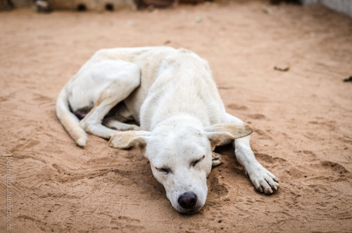 IndiaJune 2015By: Schuyler L. Travel photography from: SchuylerL.tumblr.comSchuyler shares his trave