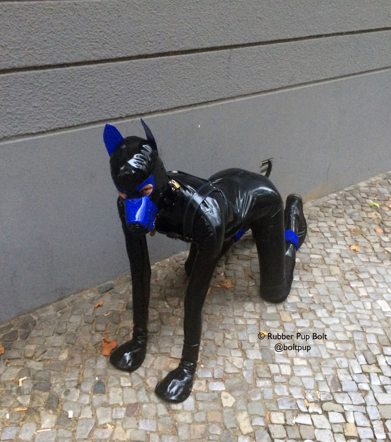 pupbolt:  According some Folsom friends, I am apparently a Weimaraner. Pupping out