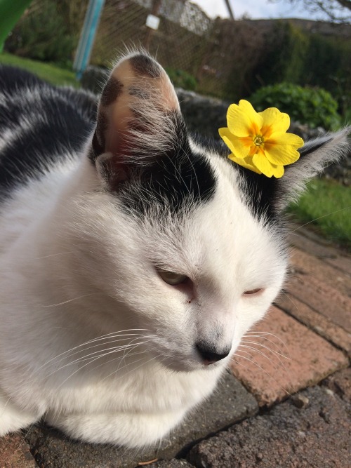 altklug:I had a nightmare, so I went out to collect some flowers and dry them for my penpal. My cat 