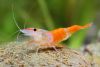 rrover:yeah i love MILFMshrimpIshrimpLshrimpFshrimpshrimp