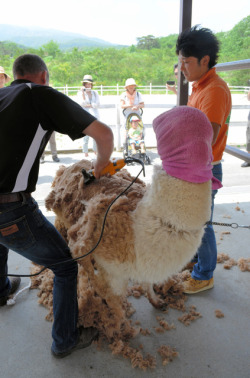 genjoshi:  kogumarecord:  栃木）暑さに備え、アルパカ衣替え　那須どうぶつ王国：朝日新聞デジタル  目隠しをされて毛刈りを受ける… http://ift.tt/1M3JLbd