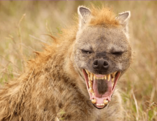 Grade Three Pupil Mauled by Hyenas to Death