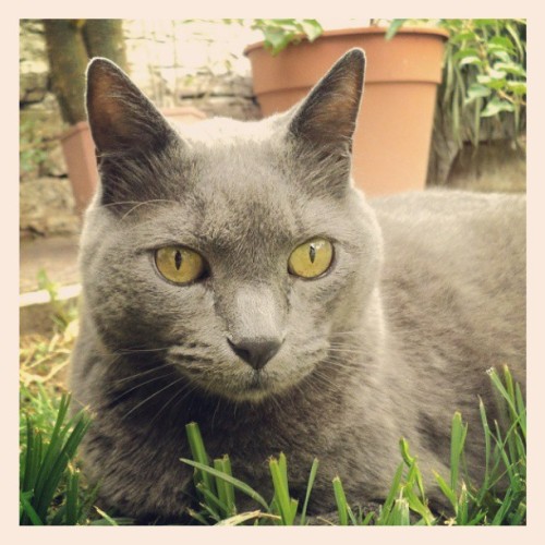 Te amo. #Misho #Cat #Pet #Animal #Fatty #Grey