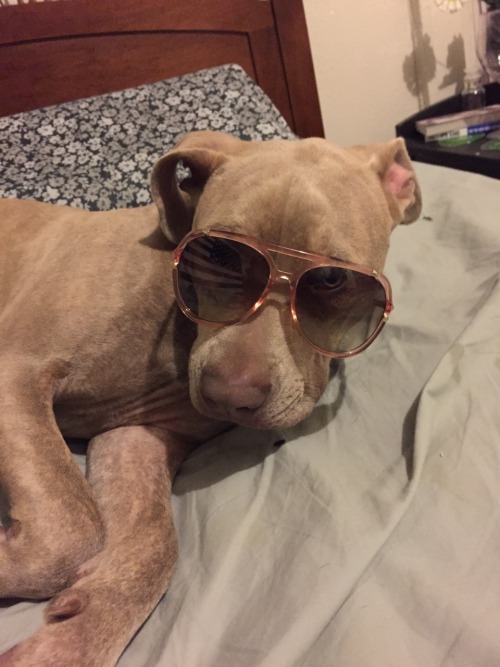 actualdogvines: Same dog as last submission, pictured in clothes (bahati, pit bull, cute) (submitted