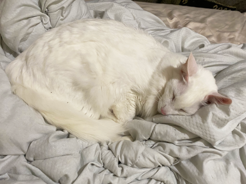 Pangur Is THRILLED That I Have Mono! Her Favourite Thing In The World Is Napping With Me