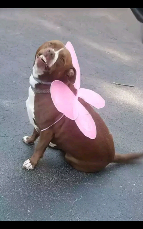 pitbullsoverload: Derpy Pibble Smile!