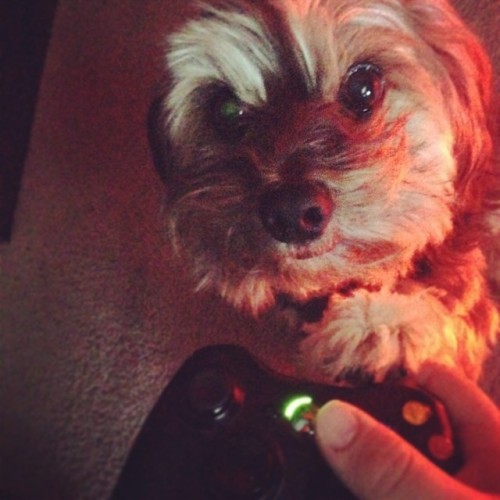 Skooter thinks I should stop playing and give him some attention. #dog #puppy #cute #xbox360 #gtav